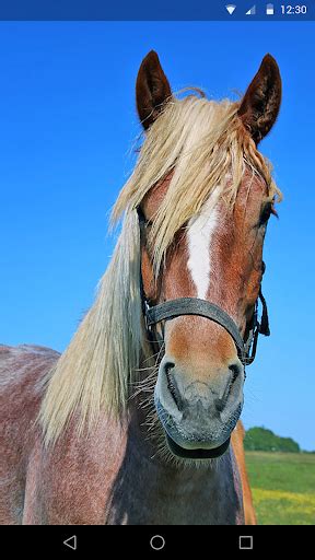 9horses live chat  Since other animals do not have the complex language dynamics that humans do, body